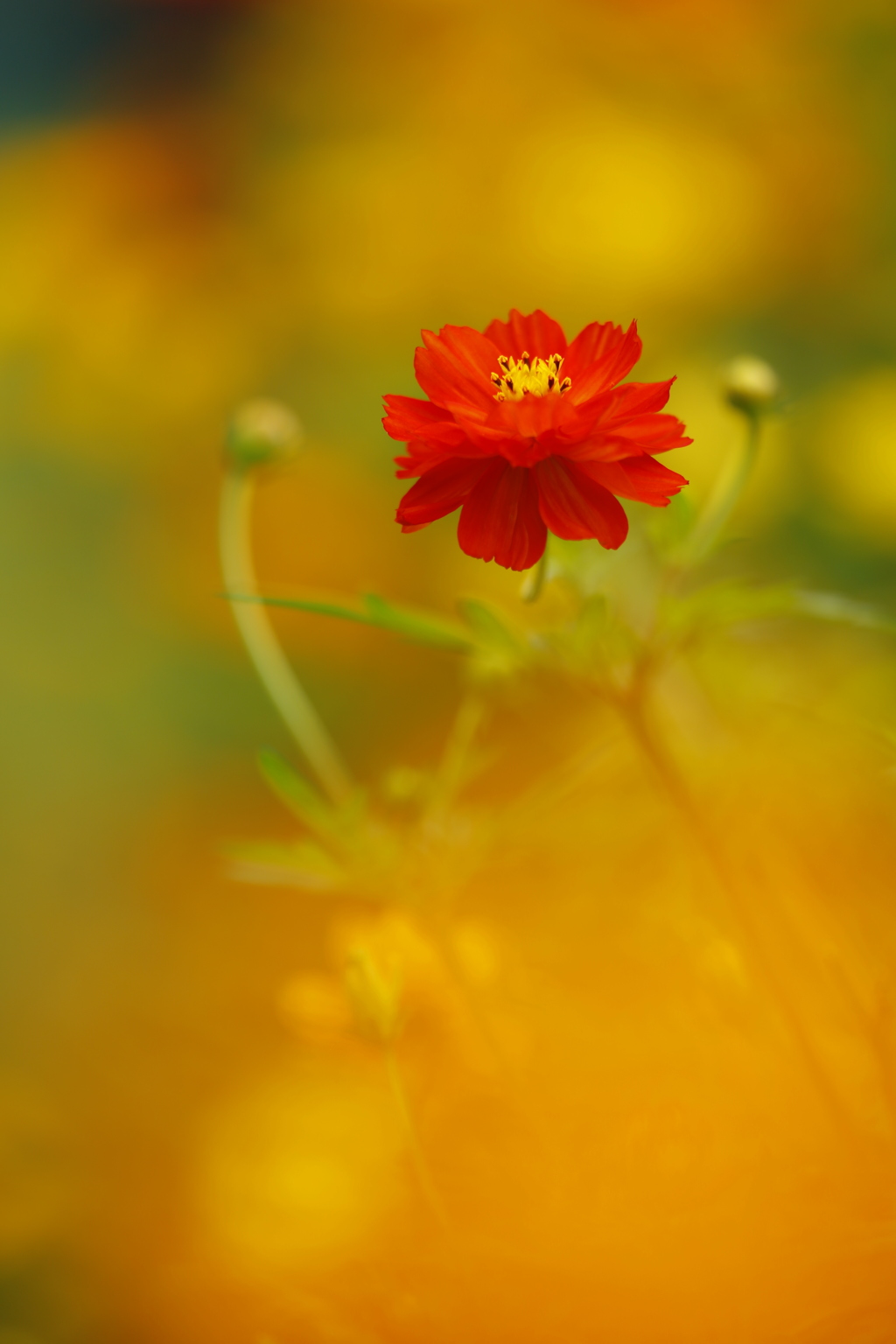 紅一点　元気よ！