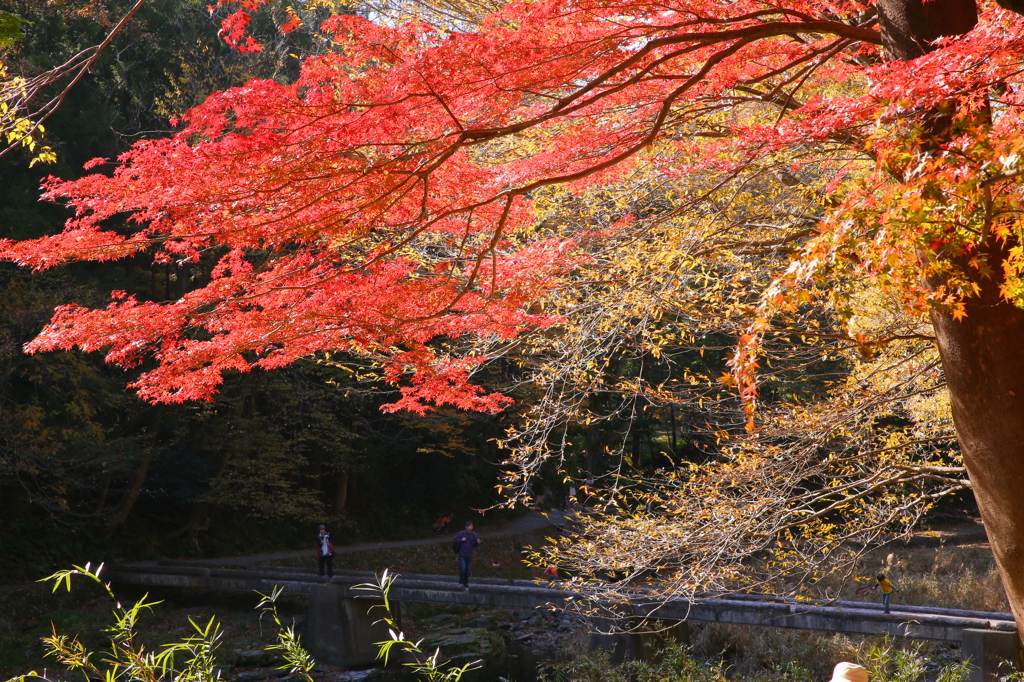 嵐山渓谷
