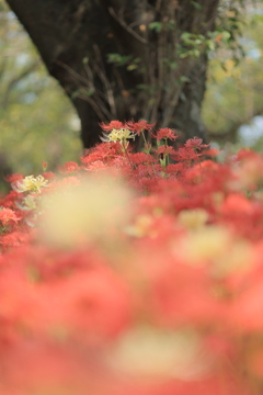 初秋の花園Ⅲ