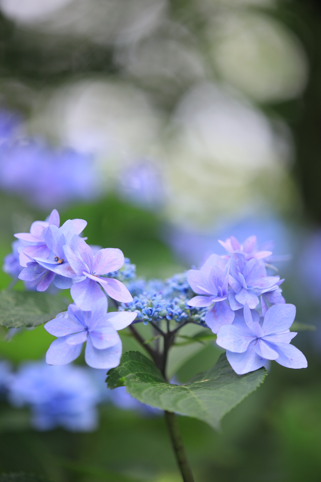 柔和温順Ⅱ