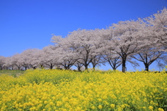 弥生の空