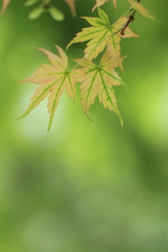 初夏の黄葉