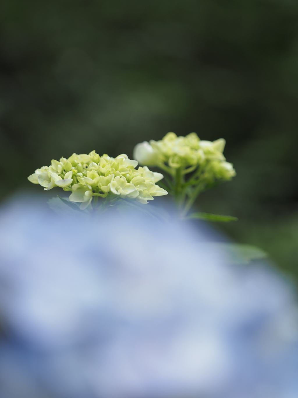 雨の季節Ⅵ