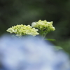 雨の季節Ⅵ