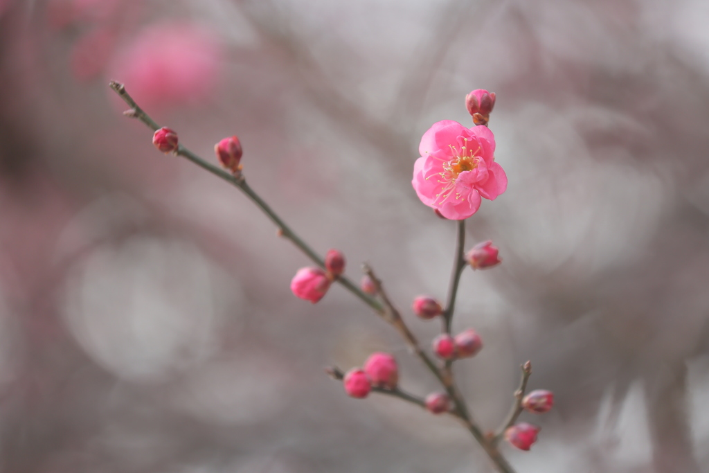 春告げ花Ⅲ
