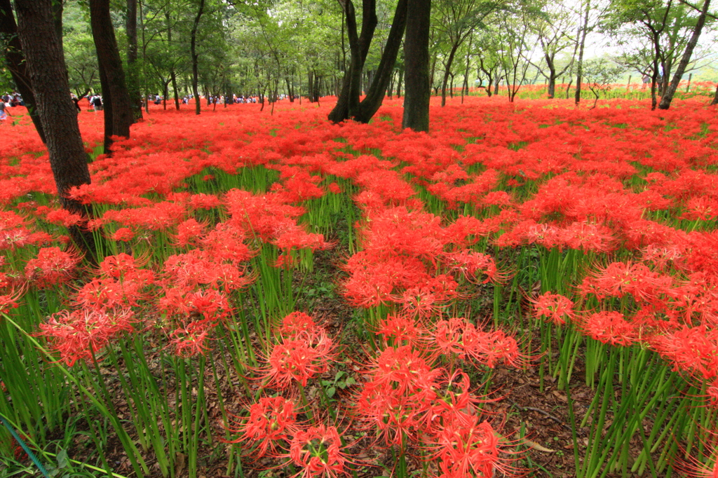 彼岸花