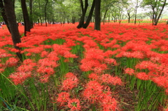彼岸花