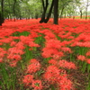 彼岸花