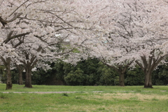 桜の園Ⅱ