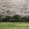 桜の園Ⅱ