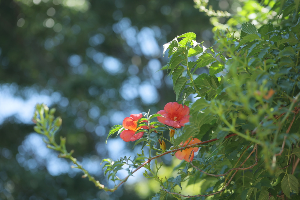 夏花Ⅲ