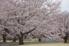 花見撮影