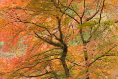 鳥居観音の秋