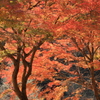 錦