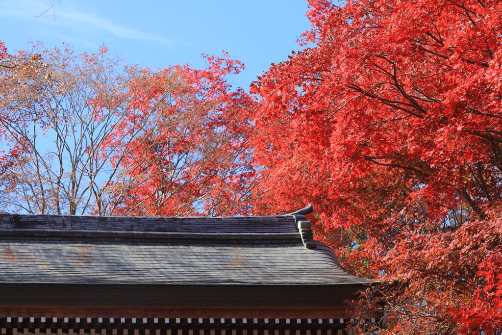 秋燦燦