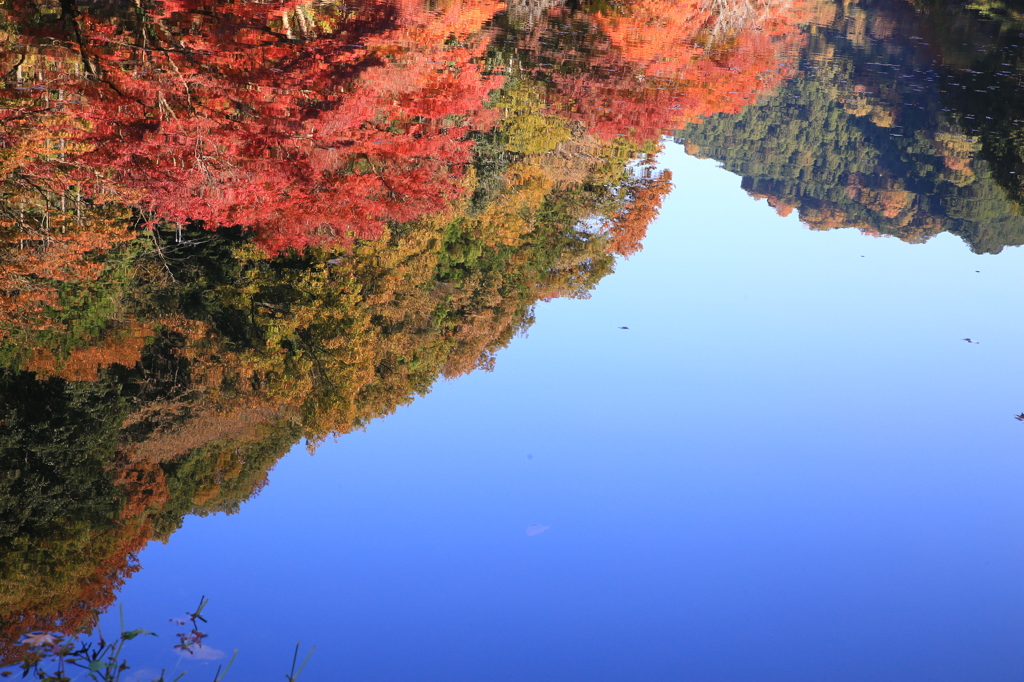 逆さ紅葉