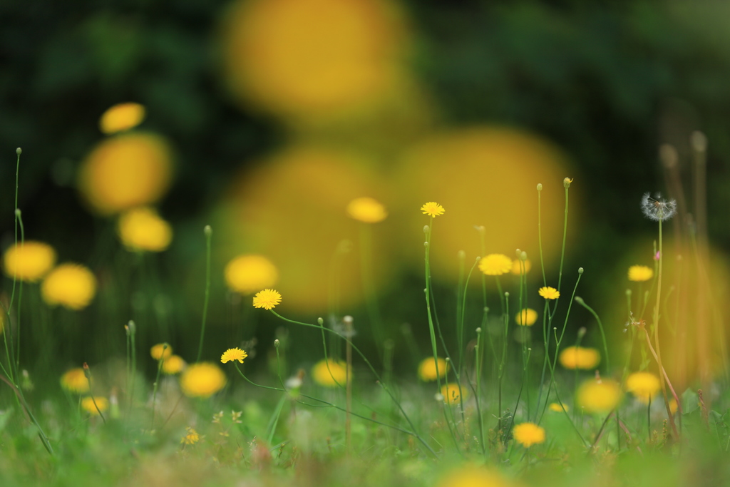 地表の花園Ⅱ