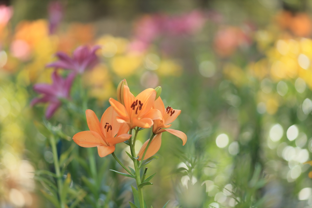 冬の花園