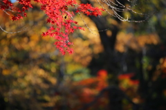 公園紅葉景色