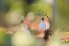 春への灯火