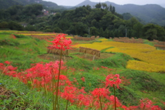 実りの原風景