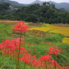 実りの原風景