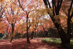 紅葉を堪能Ⅲ