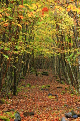 黄葉（紅葉）トンネル