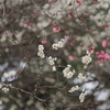 梅便りⅡ