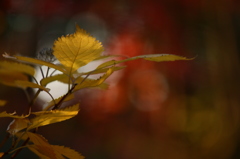 雑木林の紅葉景色