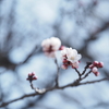 陽春