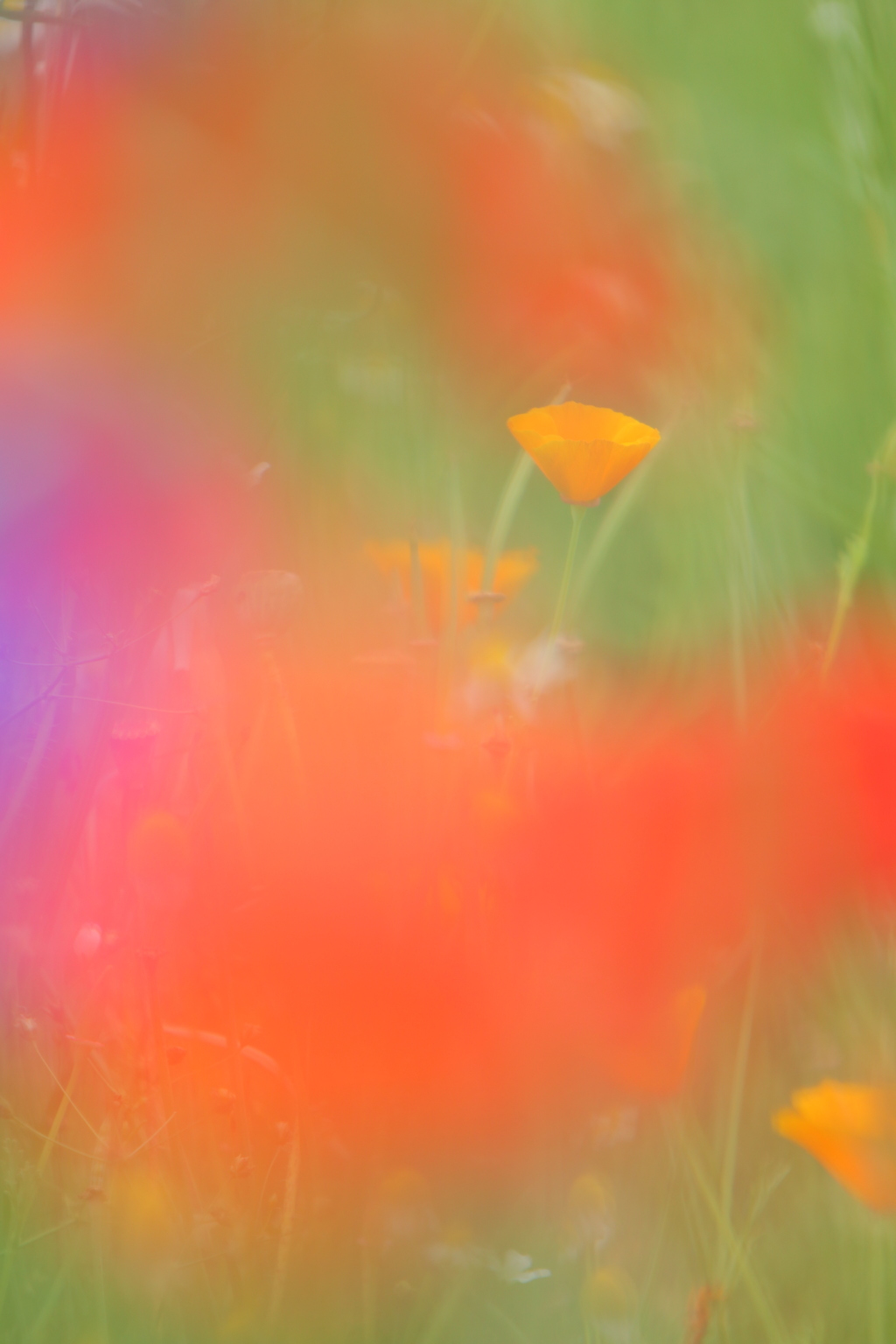 花園