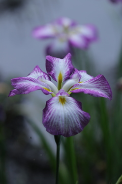菖蒲