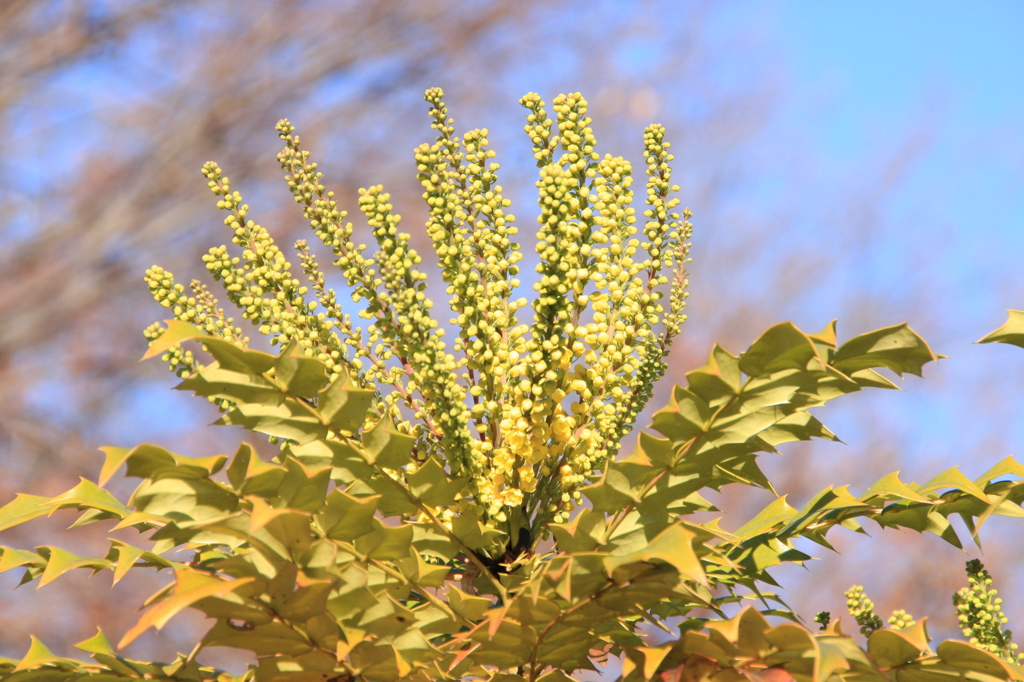 チャリチィ（ヒイラギナンテン）