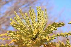 チャリチィ（ヒイラギナンテン）