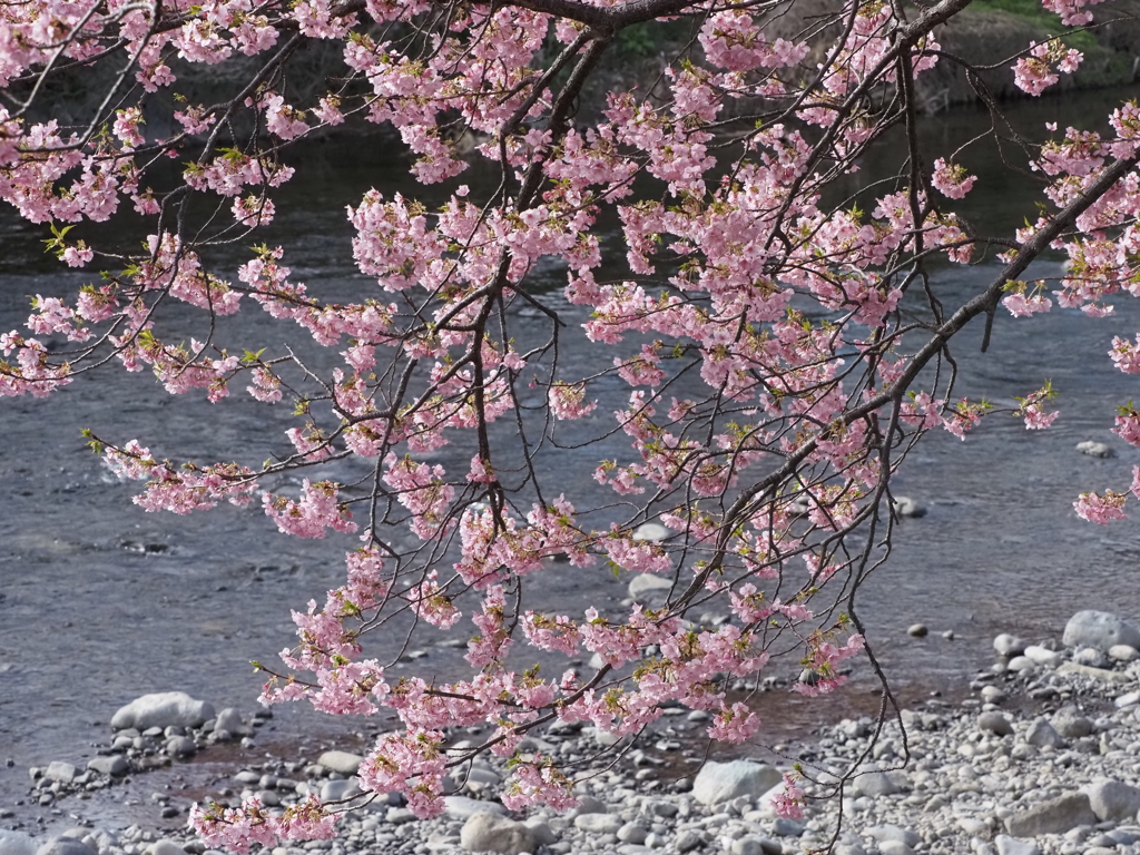 水面桜