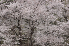 心休まる