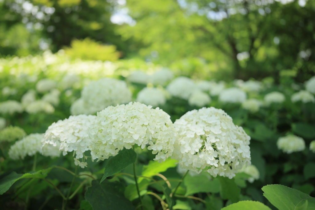 紫陽花の園