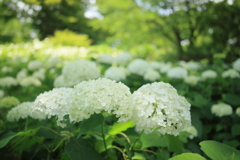 紫陽花の園
