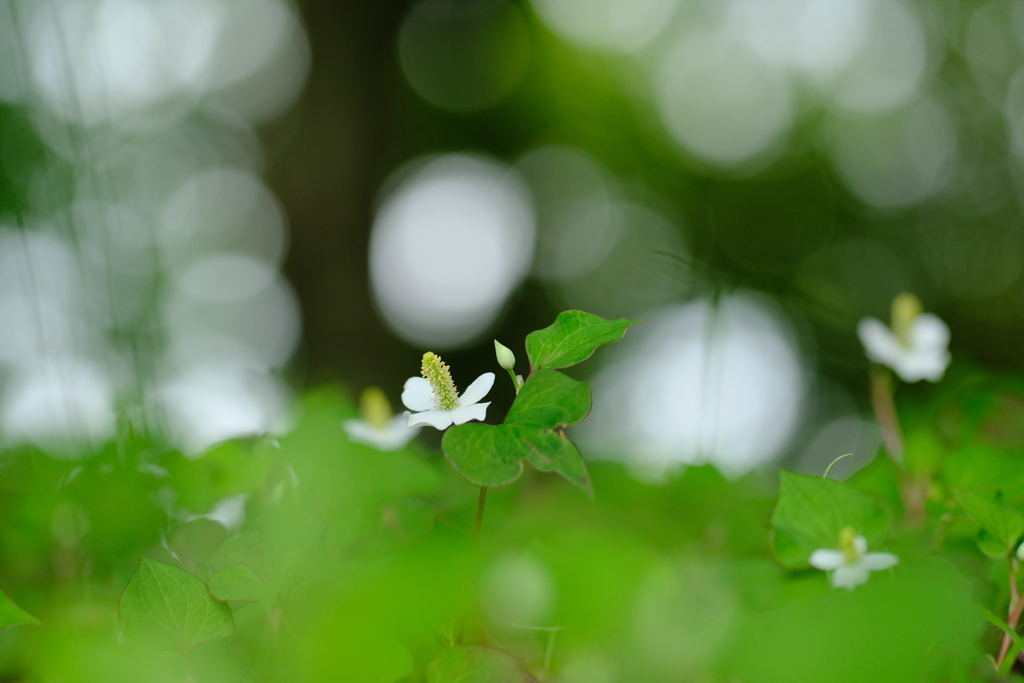 初夏の野辺