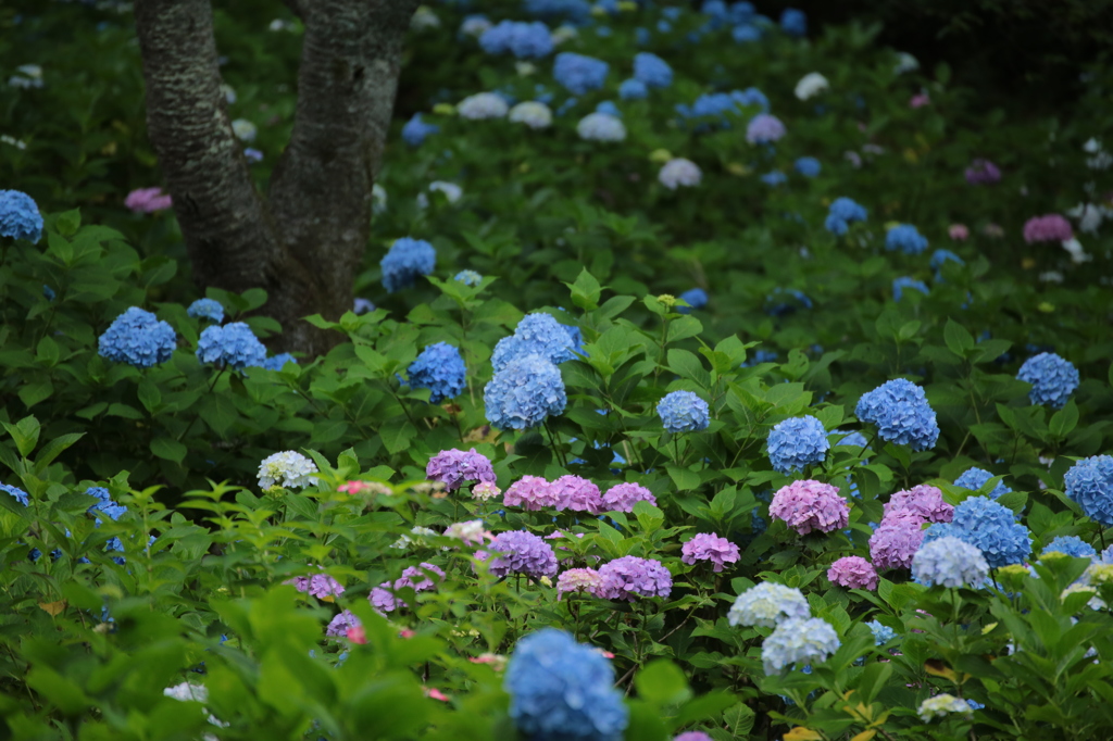 紫陽花の園