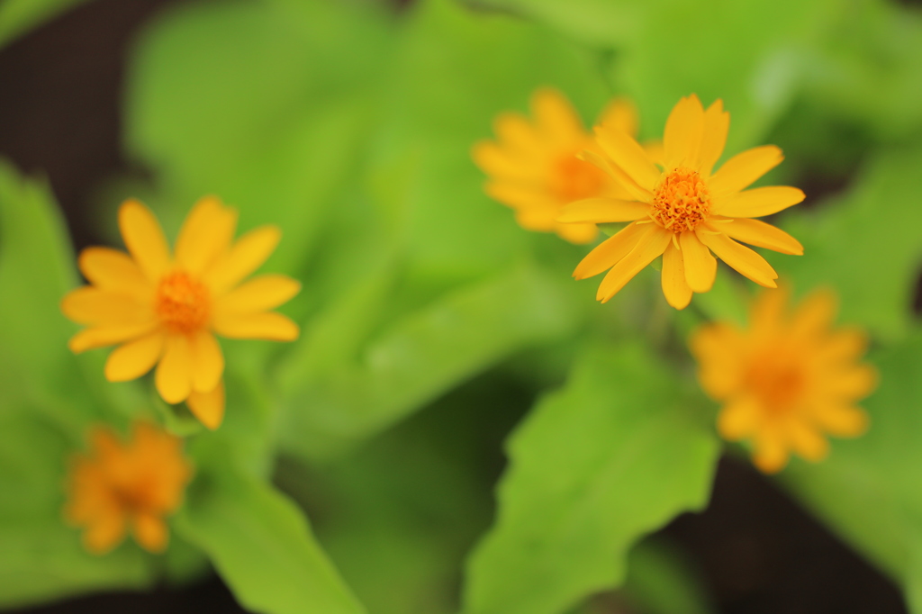 公園の花壇