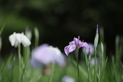 花しょうぶ