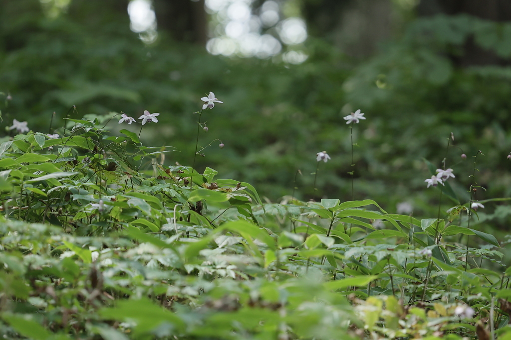 妖精の森