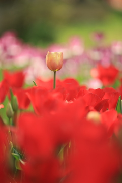 花園