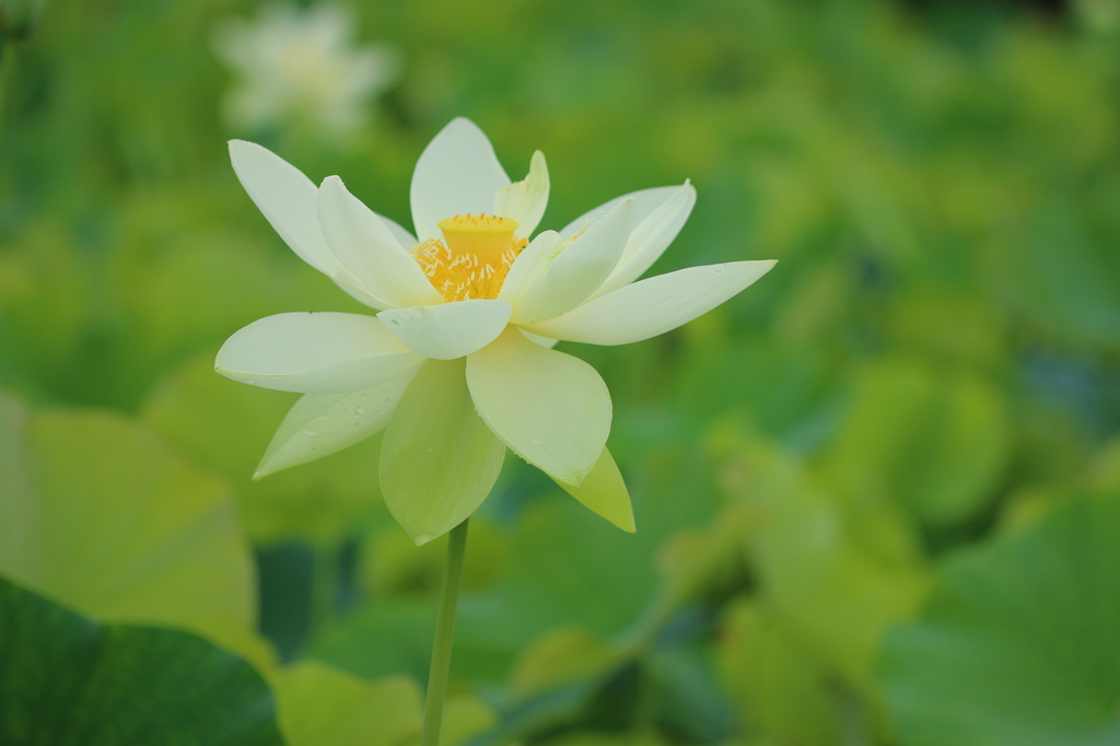 清楚