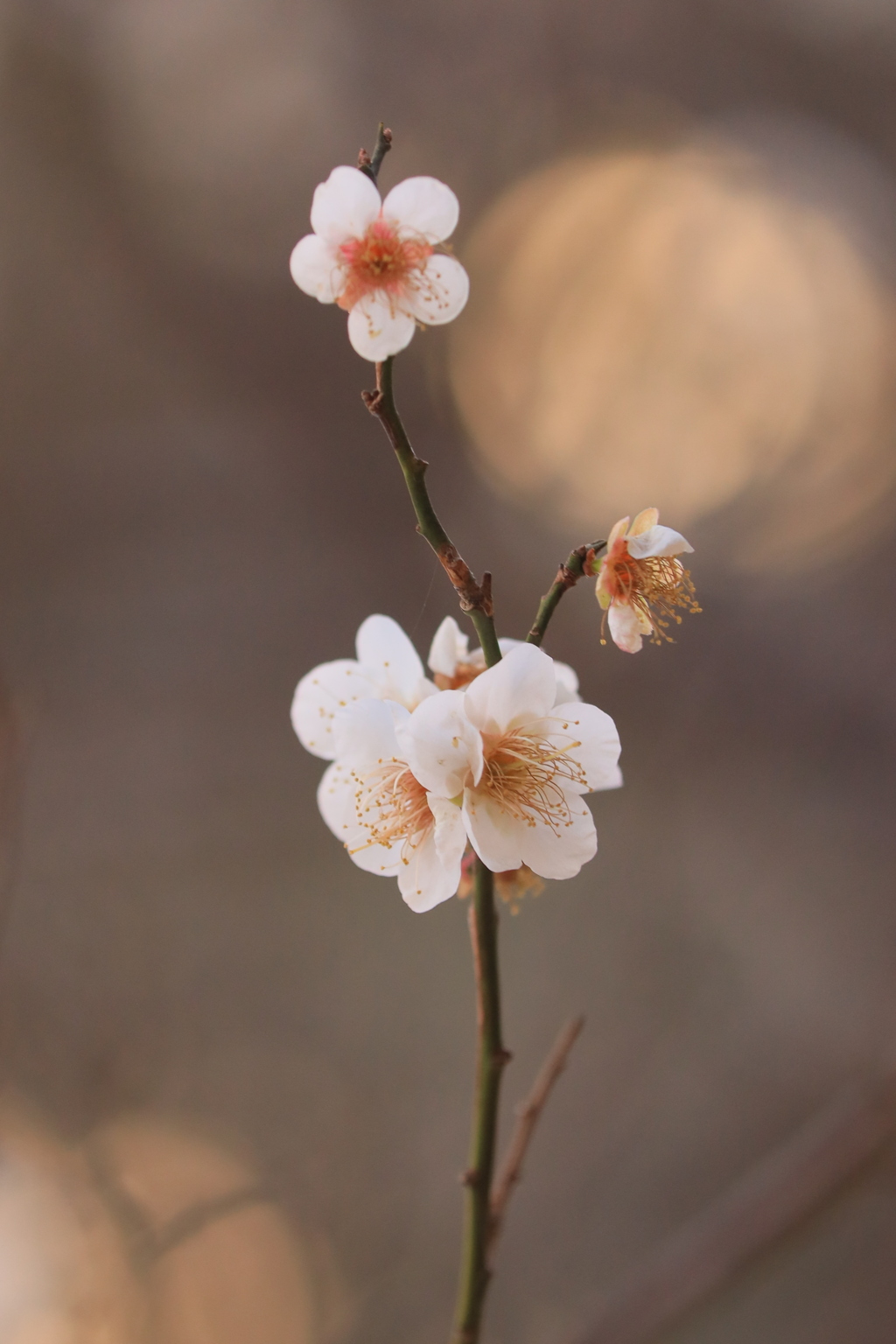 春を待つⅢ
