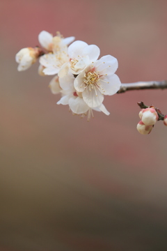 春の香り