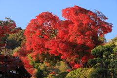 錦