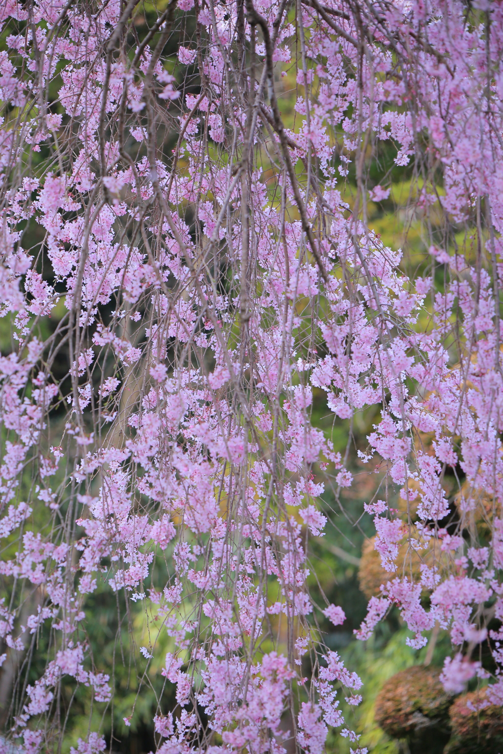 花簾